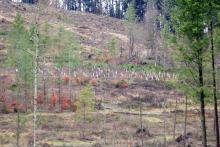 Aufforstung mit Nadelbäumen vor mehreren Jahren - &quot;Vorm Hainrot&quot; - unterhalb Wanderweg A1