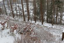 SW Rote Hardt - Richtung Hundskopf und Lehrberg - zwischen Hirthsgrund und Rote Hardt