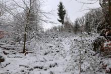 Rote Hardt - Hang aufwärts - etwas versteckt - vom Rundweg - Bad Laasphe - Nord 30