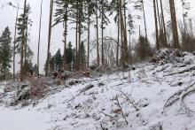 Zwischen Fredehölzchen und Hundskopf - Hang aufwärts vom Weg - Sackgasse mit Lagerplatz für Holz