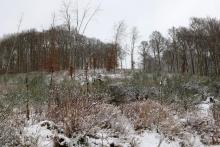 auf dem &quot;Hundskopf&quot; östliche Flanke - zwischen Hundskopf und Hundsrück