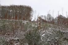 auf dem &quot;Hundskopf&quot; östliche Flanke - zwischen Hundskopf und Hundsrück