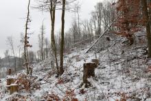 Lehrberg - östliche Flanke - oberhalb Wanderweg L5/L6/L8