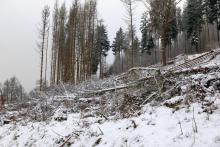 östliche Bergflanke &quot;Fang&quot; (466 m) - Bad Laasphe-Nord 36