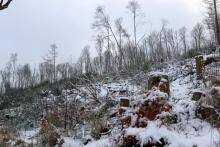 Lehrberg - östliche Flanke - oberhalb Wanderweg L5/L6/L8