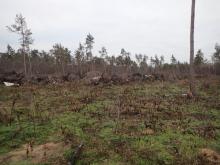 Kahlschlagfläche, Aufwuchs Kermesbeere