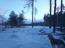 Hier werden die bewachsenen Flächen zu kleinen Inseln.