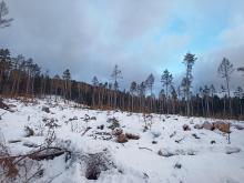 Die verbliebenen Grünen Flächen sind inzwischen gefühlt kleiner als die Kahlschläge.