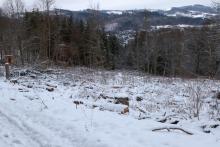 Waldfläche neben &quot;Ziegenbach&quot; - Bad Laasphe-Süd 6 - unterhalb &quot;Schafsberg&quot; östlich