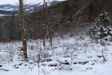 Waldfläche neben &quot;Ziegenbach&quot; - Bad Laasphe-Süd 6 - unterhalb &quot;Schafsberg&quot; östlich