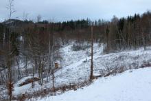 Waldfläche neben &quot;Ziegenbach&quot; - Bad Laasphe-Süd 6 - unterhalb &quot;Schafsberg&quot; östlich