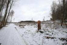 Buhlsboden - östliche Flanke vom Buhl-Berg - oberhalb Wanderweg A4/A5