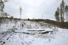 Buhlsboden - östliche Flanke vom Buhl-Berg - oberhalb Wanderweg A4/A5