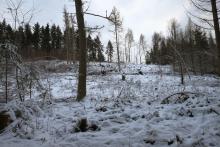 Nördlich &quot;Gebrannte Kopf&quot; - Bad Laasphe-Süd 9