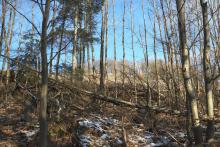 West/Süd Hang &quot;Fang&quot;- gegenüber &quot;Küppelchen&quot; - Bad Laasphe-Nord 39