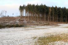 &quot;Hinter dem gebrannten Kopf&quot; - am Wanderweg A5 / L1 / L - Sichtlinie bis zum Baumstabel