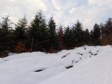 Kahlschlag am Rande des Luftkurort Jonsdorf