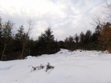 Kahlschlag am Rande des Luftkurort Jonsdorf