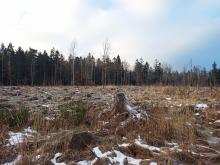 Wieder ein Kahlschlag