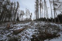 vom Gipfel &quot;Gebrannte Kopf&quot; in S/W-Richtung bis zur Wildwiese mit Hochsitz und dem Waldweg