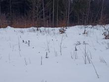 Babyfichten in Reihe und Glied