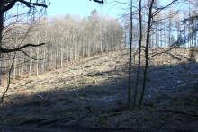 Hanglage - zwischen &quot;Im Grund unterm Hülshofe&quot; und &quot;Nassehecke&quot;