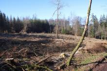 Kahlschlag Birkeacker - Weg zum Hülshof - Wen zum Harfeld