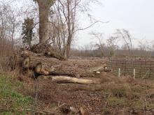 Gefällte Hybrid-Pappeln