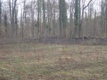 Kahlschlagfläche u. Reihenpflanzungen