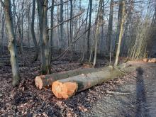 Naturschutzgebiet Ochsengrundweg