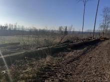 Kahlschlag Modexen, Kreis Höxter