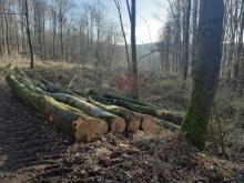 Waldgebiet Modexen, Kreis Höxter