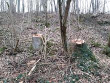 Rheder Naturschutzgebiet Sieseberg