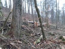 Rheder Naturschutzgebiet Sieseberg