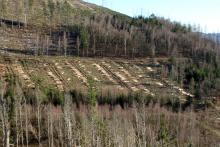 Niederlaasphe - oberhalb vom Friedhof - Grund &quot;Bornacker&quot;