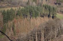 an der L903 Puderbach - Richstein - gegenüber &quot;In der alten Wiese&quot;