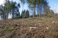 an der L903 Puderbach - Richstein - gegenüber &quot;In der alten Wiese&quot;