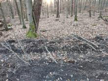 Junge Buchen gekappt und umgedrückt