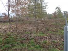 Weymouth-Kiefern und Kermesbeeren