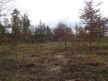 Kahlschlagfläche. Junge Eichen verblieben.