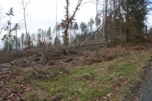 Breidenstein - Hessen - oberhalb Endebergsfeld - unterhalb Wanderweg A4 / L zum Entenberg