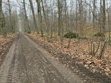 Überall junge FFH Buchen entfernt vom Weg abgehackt