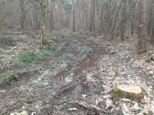 In die Humusschicht eingefahren und diese zerstört