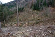 Nähe Lahnbach - am Wanderweg L - Nähe zum Lehmberg