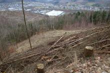 Entenberg Nordflanke - zwischen dem Wanderweg A 4 / Lahnwanderweg und Wanderweg L