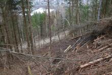 Entenberg Nordflanke - zwischen dem Wanderweg A 4 / Lahnwanderweg und Wanderweg L