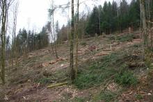 Nähe Lahnbach - am Wanderweg L - Nähe zum Lehmberg