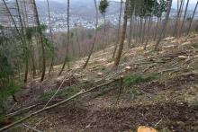 zwischen Schützenplatz und Schafsberg - unterhalb Werner-Schmidt-Weg - von Ost über Nord nach West und umgekehrt