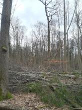 Durch teilweise starke Entnahme wird das Kronendach großflächig aufgelichtet.