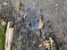 Ölfilm auf dem Oberflächenwasser durch einen Defekt an Forstmaschinen